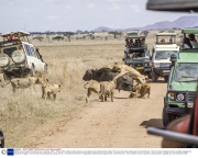 Buffalo survives attack by pride of lions, Tanzania, Africa - 08 Nov 2013