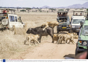 Buffalo survives attack by pride of lions, Tanzania, Africa - 08 Nov 2013
