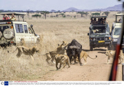 Buffalo survives attack by pride of lions, Tanzania, Africa - 08 Nov 2013