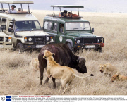 Buffalo survives attack by pride of lions, Tanzania, Africa - 08 Nov 2013