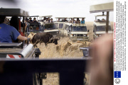 Buffalo survives attack by pride of lions, Tanzania, Africa - 08 Nov 2013