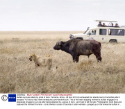 Buffalo survives attack by pride of lions, Tanzania, Africa - 08 Nov 2013