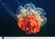 Young scientists plan an epic three-year underwater odyssey to explore extraordinary creatures, Marmaris, Turkey - 16 May 2014