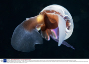 Young scientists plan an epic three-year underwater odyssey to explore extraordinary creatures, Marmaris, Turkey - 16 May 2014