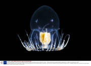 Young scientists plan an epic three-year underwater odyssey to explore extraordinary creatures, Marmaris, Turkey - 16 May 2014