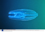 Young scientists plan an epic three-year underwater odyssey to explore extraordinary creatures, Marmaris, Turkey - 16 May 2014