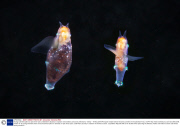 Young scientists plan an epic three-year underwater odyssey to explore extraordinary creatures, Marmaris, Turkey - 16 May 2014