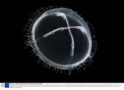 Young scientists plan an epic three-year underwater odyssey to explore extraordinary creatures, Marmaris, Turkey - 16 May 2014