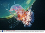 Young scientists plan an epic three-year underwater odyssey to explore extraordinary creatures, Marmaris, Turkey - 16 May 2014