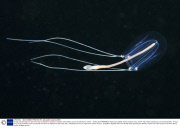 Young scientists plan an epic three-year underwater odyssey to explore extraordinary creatures, Marmaris, Turkey - 16 May 2014