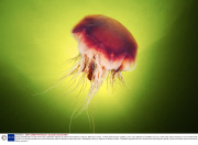 Young scientists plan an epic three-year underwater odyssey to explore extraordinary creatures, Marmaris, Turkey - 16 May 2014