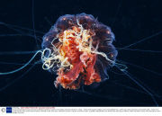Young scientists plan an epic three-year underwater odyssey to explore extraordinary creatures, Marmaris, Turkey - 16 May 2014