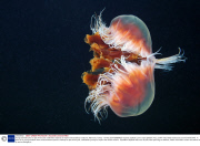 Young scientists plan an epic three-year underwater odyssey to explore extraordinary creatures, Marmaris, Turkey - 16 May 2014