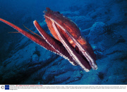 Young scientists plan an epic three-year underwater odyssey to explore extraordinary creatures, Marmaris, Turkey - 16 May 2014