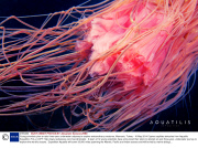 Young scientists plan an epic three-year underwater odyssey to explore extraordinary creatures, Marmaris, Turkey - 16 May 2014