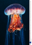 Young scientists plan an epic three-year underwater odyssey to explore extraordinary creatures, Marmaris, Turkey - 16 May 2014