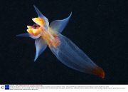 Young scientists plan an epic three-year underwater odyssey to explore extraordinary creatures, Marmaris, Turkey - 16 May 2014