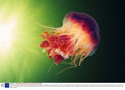 Young scientists plan an epic three-year underwater odyssey to explore extraordinary creatures, Marmaris, Turkey - 16 May 2014