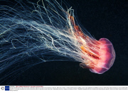 Young scientists plan an epic three-year underwater odyssey to explore extraordinary creatures, Marmaris, Turkey - 16 May 2014