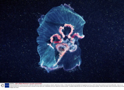 Young scientists plan an epic three-year underwater odyssey to explore extraordinary creatures, Marmaris, Turkey - 16 May 2014