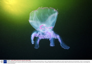 Young scientists plan an epic three-year underwater odyssey to explore extraordinary creatures, Marmaris, Turkey - 16 May 2014