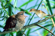 A Reed warbler feeds a young Cuckoo /Teichrohrsaenger fuettert jungen Kuckuck im Nest