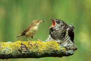 A Reed warbler feeds a young Cuckoo /Teichrohrsaenger fuettert jungen Kuckuck 
