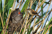 A Reed warbler feeds a young Cuckoo /Kuckuck