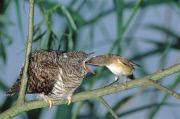 A Reed warbler feeds a young Cuckoo /Teichrohrsaenger (Acrocephalus scirpaceus) (Cuculus canorus) Europaeischer Kuckuck 
