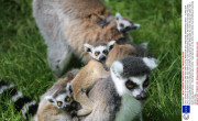 Lemur creche as mothers look after each other's young, Whipsnade Zoo, Whipsnade, Bedfordshire, Britain - 12 May 2014