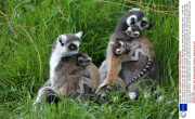 Lemur creche as mothers look after each other's young, Whipsnade Zoo, Whipsnade, Bedfordshire, Britain - 12 May 2014
