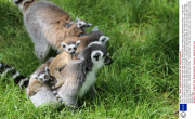 Lemur creche as mothers look after each other's young, Whipsnade Zoo, Whipsnade, Bedfordshire, Britain - 12 May 2014