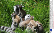Lemur creche as mothers look after each other's young, Whipsnade Zoo, Whipsnade, Bedfordshire, Britain - 12 May 2014