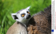 Lemur creche as mothers look after each other's young, Whipsnade Zoo, Whipsnade, Bedfordshire, Britain - 12 May 2014
