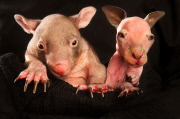 Wombatwaise und Känguruwaise