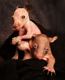 Wombatwaise und Känguruwaise