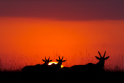 Paul Goldstein sunsets and sunrises, Masai Mara, Kenya - 2014