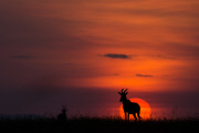 Paul Goldstein sunsets and sunrises, Masai Mara, Kenya - 2014