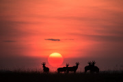 Paul Goldstein sunsets and sunrises, Masai Mara, Kenya - 2014