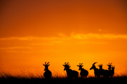 Paul Goldstein sunsets and sunrises, Masai Mara, Kenya - 2014