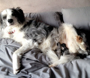 Adoptivmutter - Border Collie Boo kümmert sich rührend um zwei von ihrer Mutter im Stich gelassenen Katzenbabys