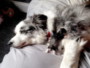 Adoptivmutter - Border Collie Boo kümmert sich rührend um zwei von ihrer Mutter im Stich gelassenen Katzenbabys