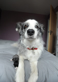 Adoptivmutter - Border Collie Boo kümmert sich rührend um zwei von ihrer Mutter im Stich gelassenen Katzenbabys