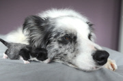 Adoptivmutter - Border Collie Boo kümmert sich rührend um zwei von ihrer Mutter im Stich gelassenen Katzenbabys