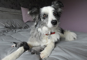 Adoptivmutter - Border Collie Boo kümmert sich rührend um zwei von ihrer Mutter im Stich gelassenen Katzenbabys