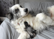 Adoptivmutter - Border Collie Boo kümmert sich rührend um zwei von ihrer Mutter im Stich gelassenen Katzenbabys