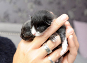 Adoptivmutter - Border Collie Boo kümmert sich rührend um zwei von ihrer Mutter im Stich gelassenen Katzenbabys