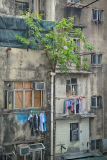 Captivating photos show trees growing in the middle of busy Hong Kong, Hong Kong, June 2014