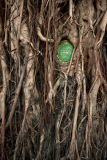 Captivating photos show trees growing in the middle of busy Hong Kong, Hong Kong, June 2014