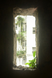 Captivating photos show trees growing in the middle of busy Hong Kong, Hong Kong, June 2014